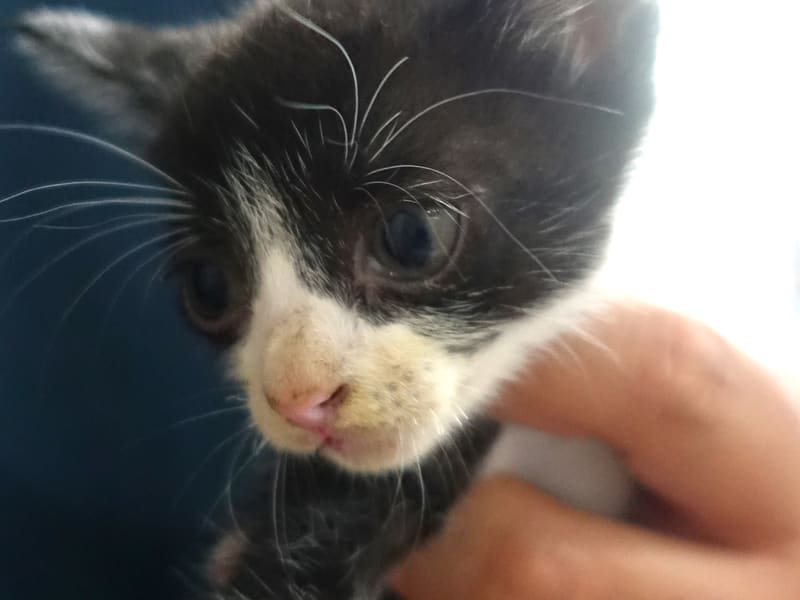 Black-and-white young mixed-breed cat, Small, shelter no. …1686. Closer on the face.