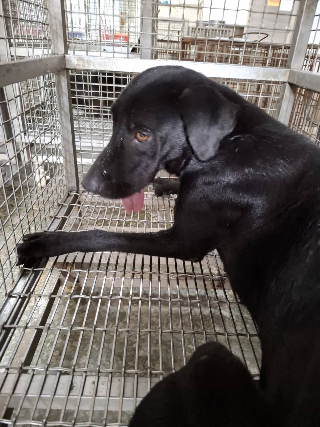 Black adult female mixed-breed dog, Large, shelter no. …3-05. The whole animal.