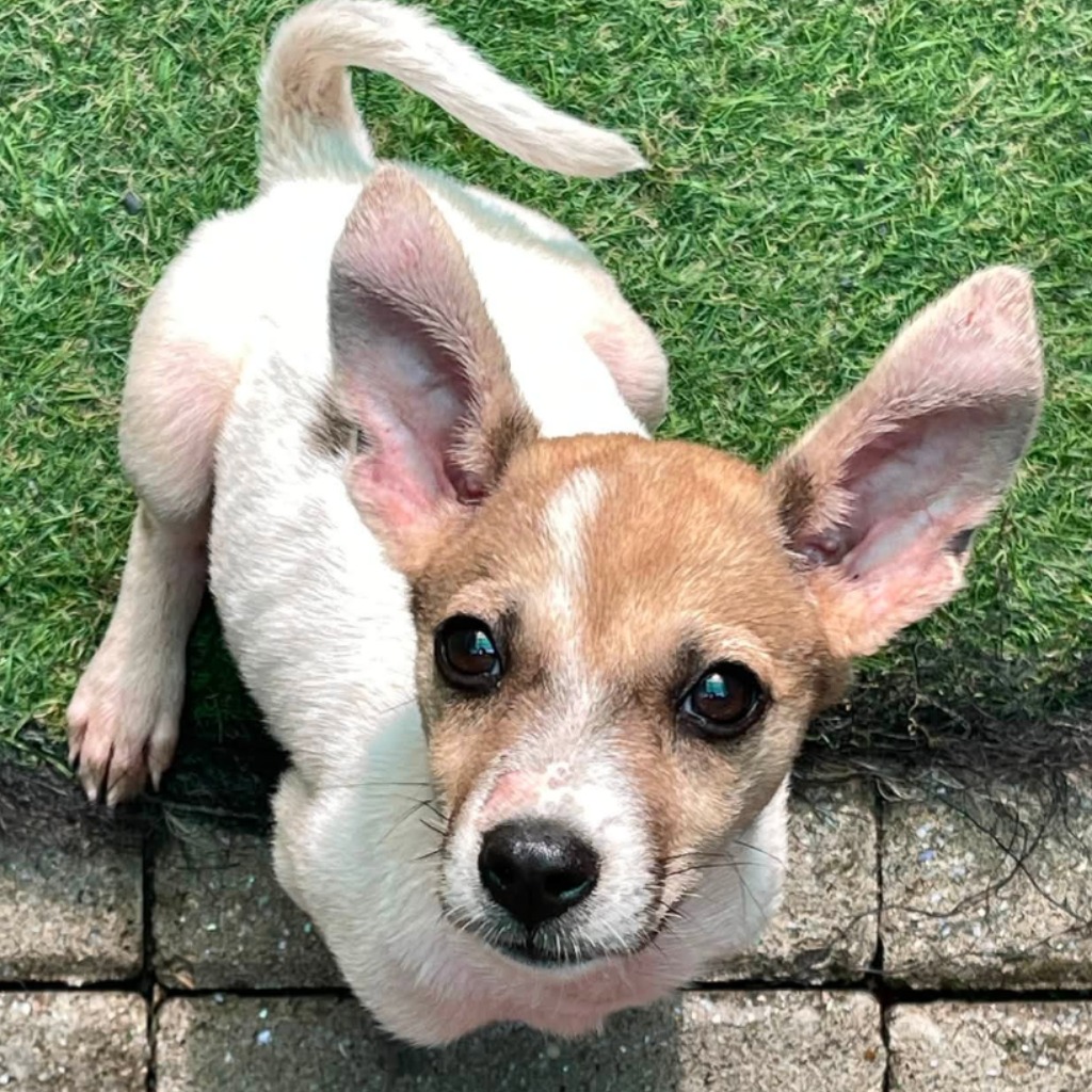 Brown-and-white young female mixed-breed dog, Small, shelter no. …8-02. Closer on the face.