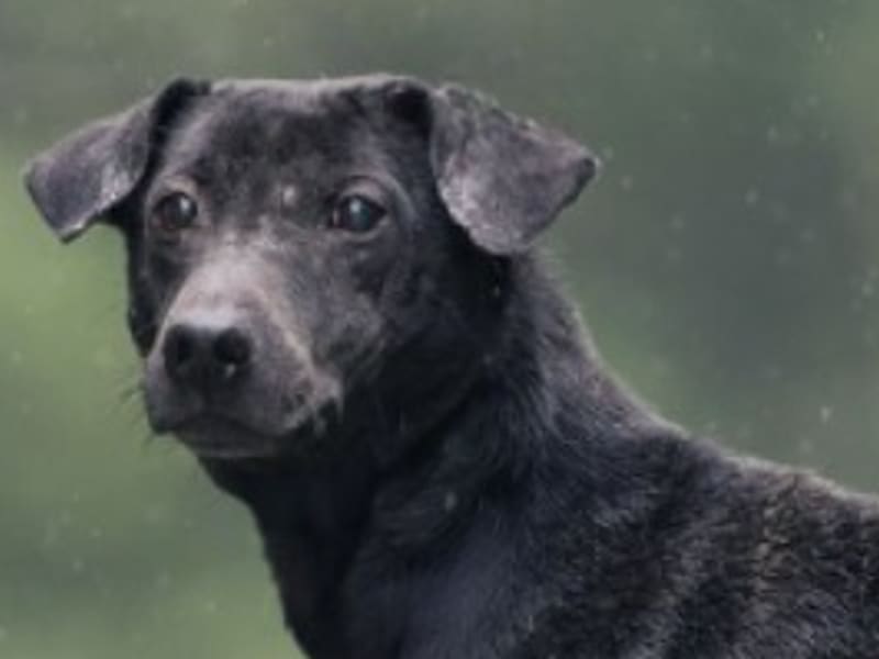Perro mestizo macho adulto (negro), Mediano, refugio n.º …7001. Más cerca de la cara.