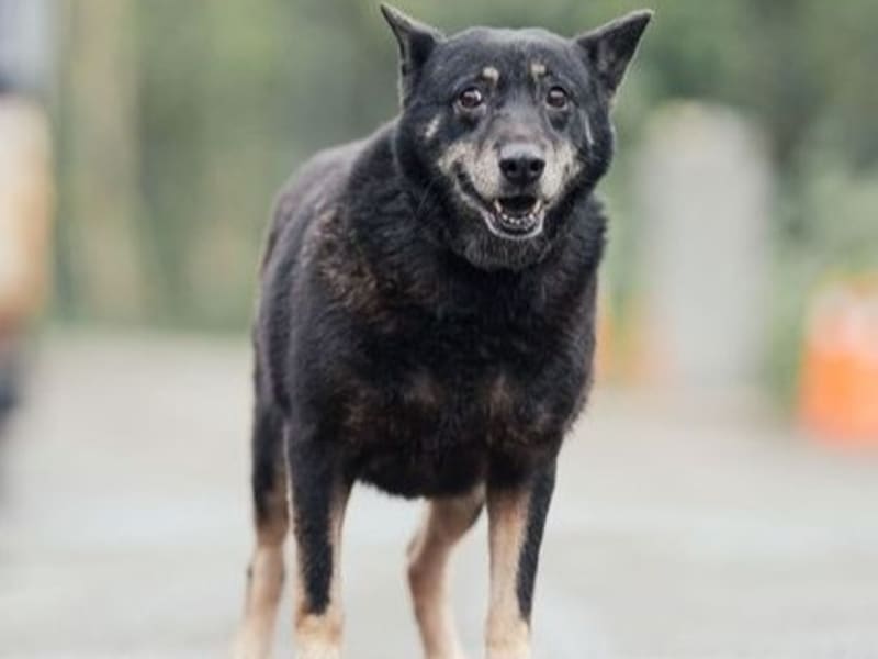 黑黄色成年母混种犬,中型, 收容编号 …2806. 完整的宠物。
