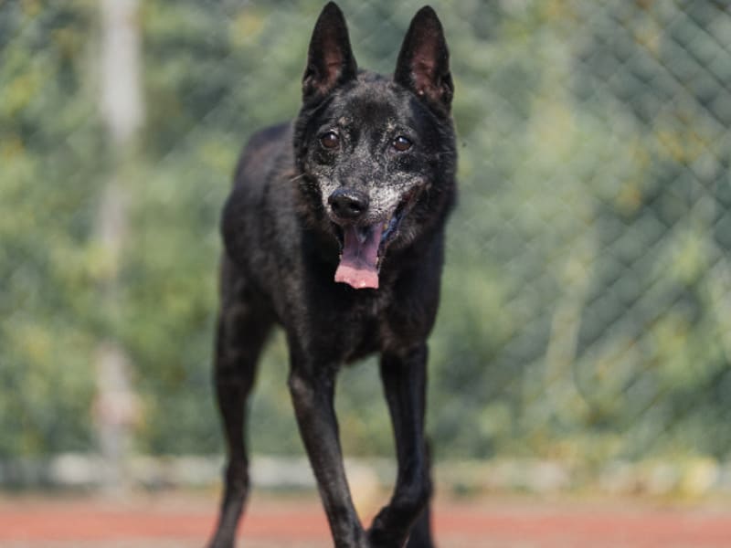 Perro mestizo macho adulto (negro), Mediano, refugio n.º …2801. Todo el animal.