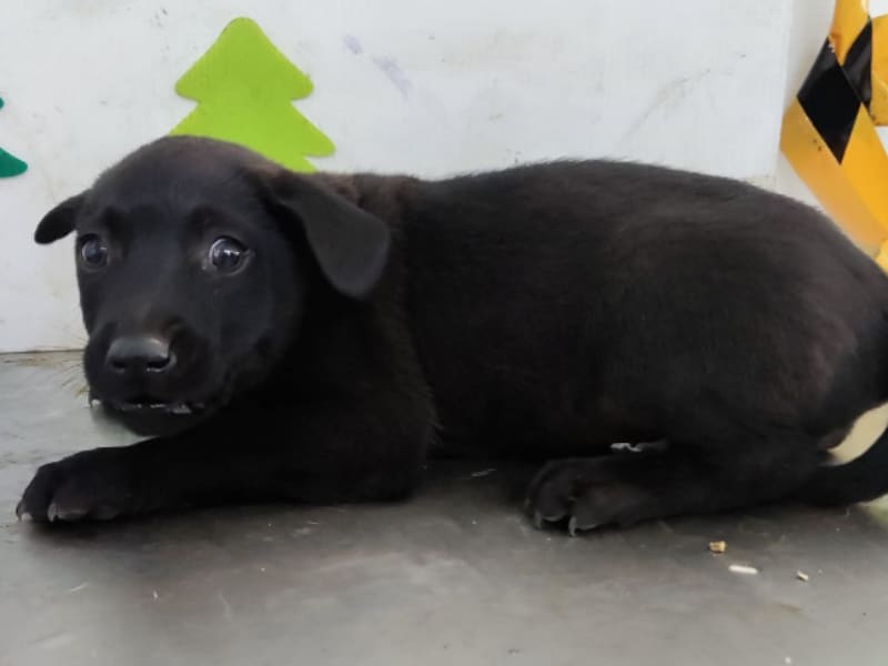 Chienne croisée femelle jeune (noir), Petit, refuge n° …0211. Tout l'animal.