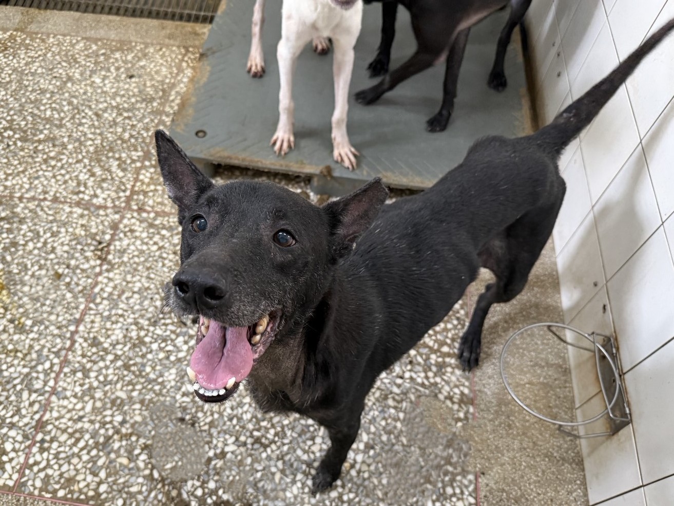 Chien croisé mâle adulte (noir), Grand, refuge n° …22A1. Plus près du visage.
