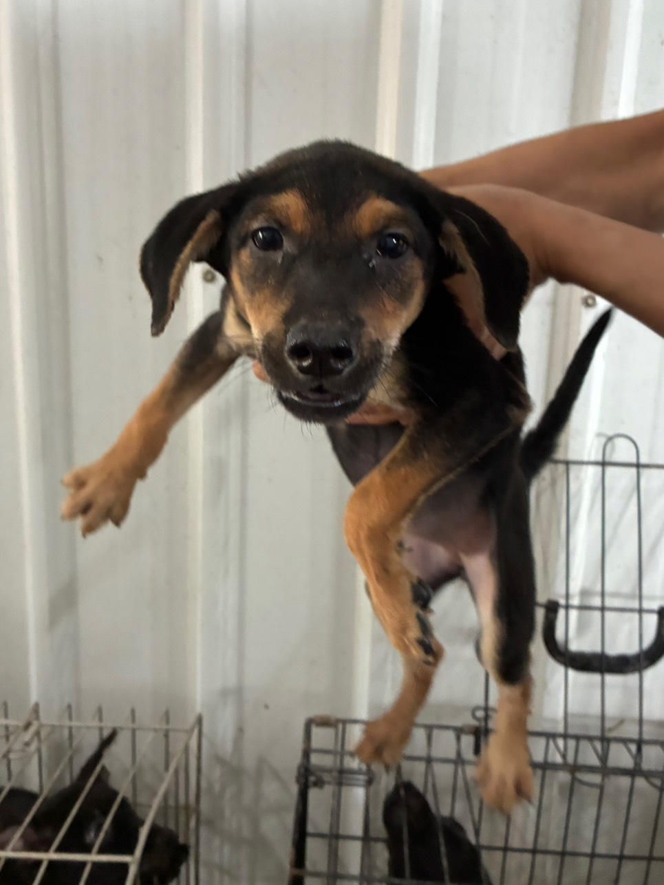 Chienne croisée femelle jeune (noir et fauve), Petit, refuge n° …5001. Tout l'animal.