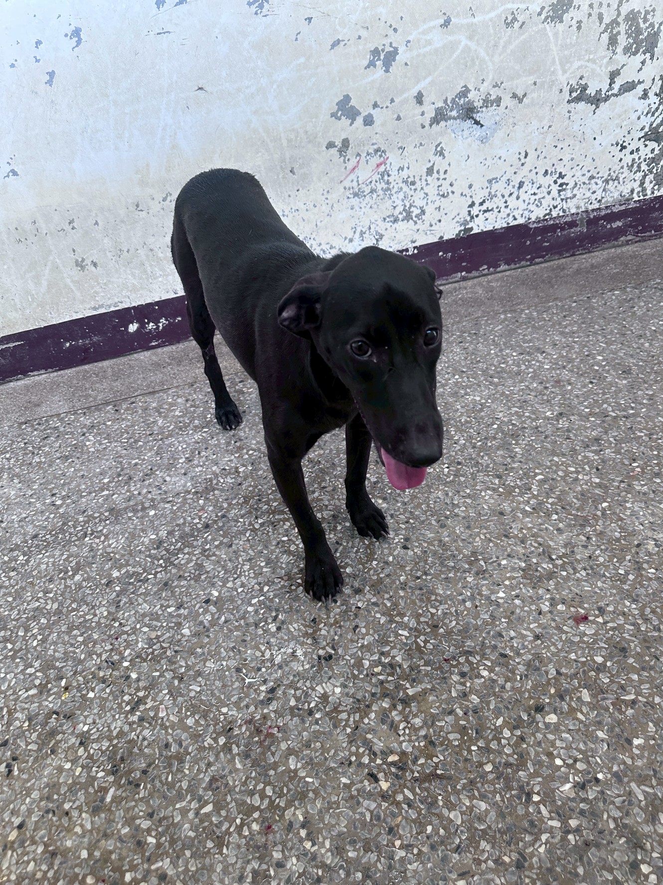 Chienne croisée femelle adulte (noir), Grand, refuge n° …8023. Tout l'animal.