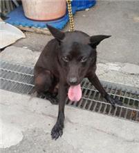 Black adult male mixed-breed dog, Medium, shelter no. …6002