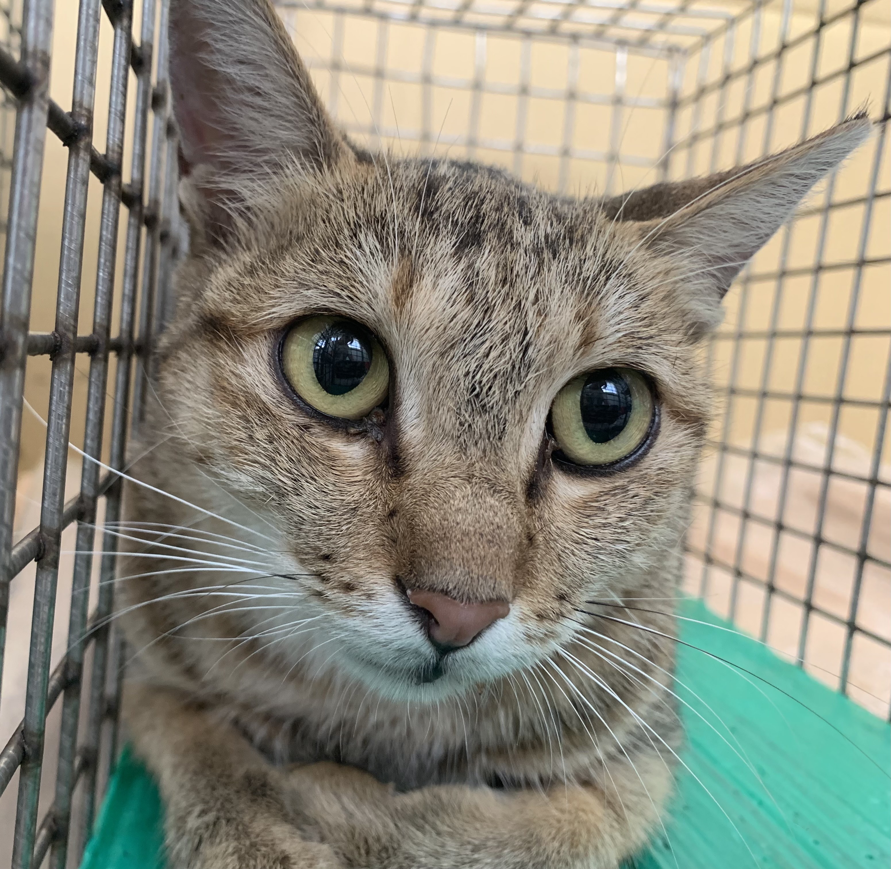 Gata mestiza hembra adulta (atigrado), Pequeño, refugio n.º …2806. Más cerca de la cara.