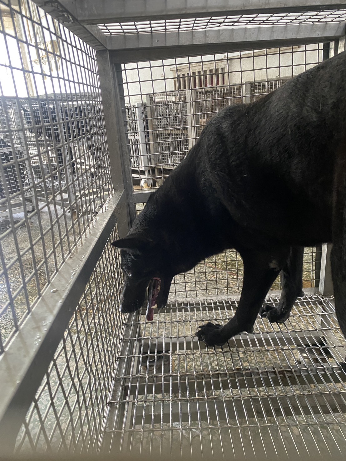 黑色成年母混種犬,大型, 收容編號 …4-06. 完整的毛孩。