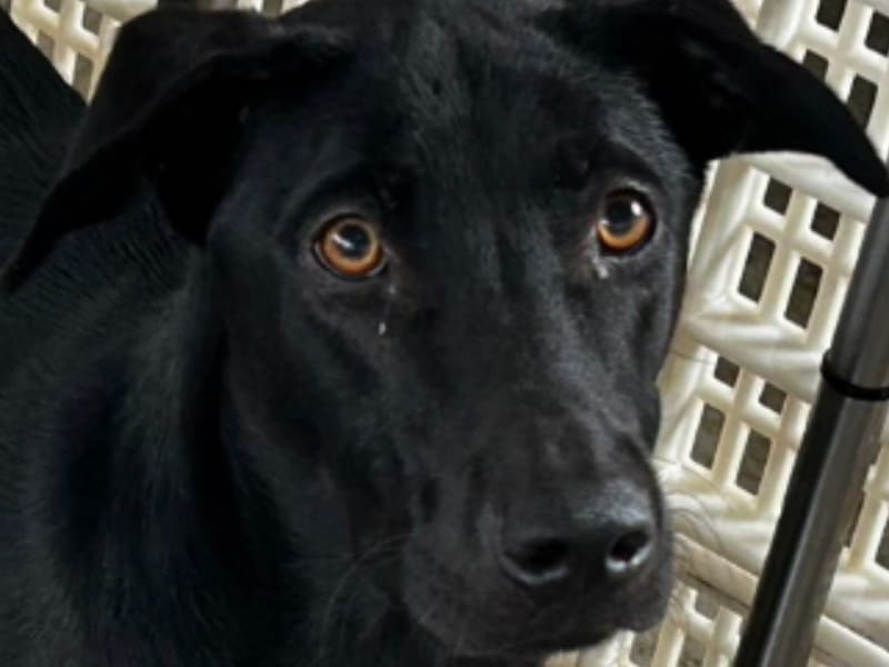 Perro mestizo macho adulto (negro), Grande, refugio n.º …4006. Más cerca de la cara.