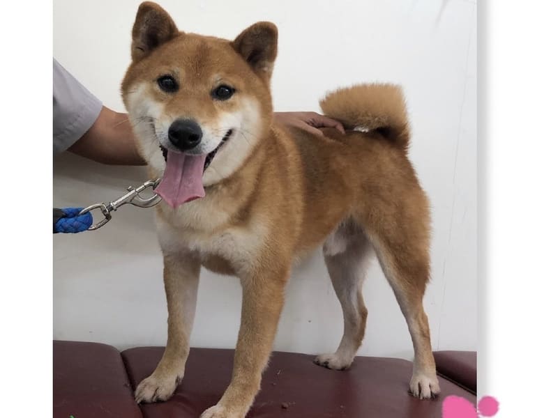 Shiba Inu mâle adulte (fauve et blanc), Moyen, refuge n° …0804. Tout l'animal.