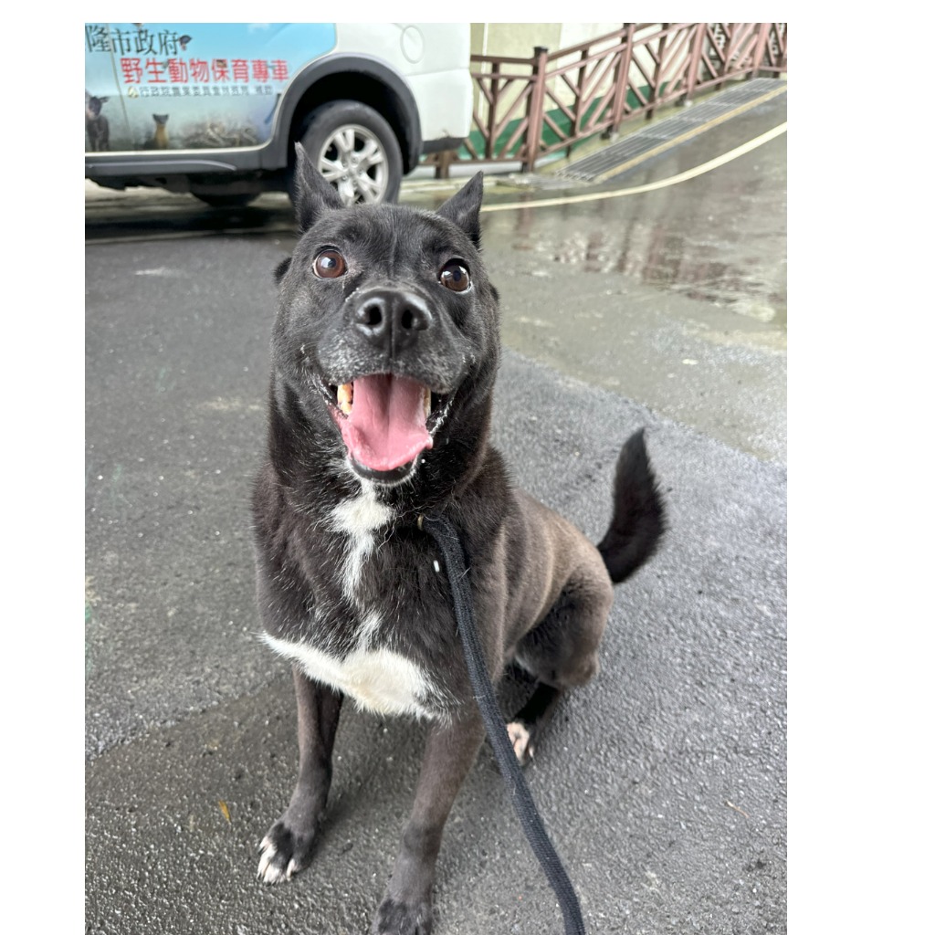 ミックス犬（オス・成犬・黒）、中型, 施設番号 …9001. 全身です。
