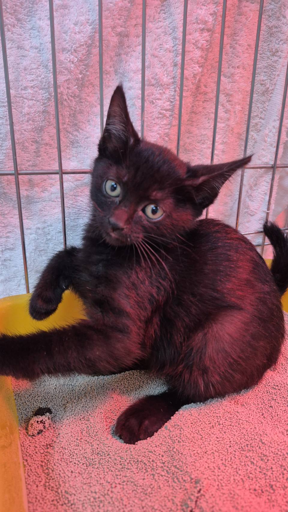 Gata mestiza hembra joven (negro), Pequeño, refugio n.º …4006. Más cerca de la cara.
