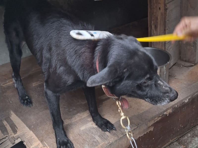 ミックス犬(オス・成犬・黒)、大型, 施設番号 …066D. 全身です。
