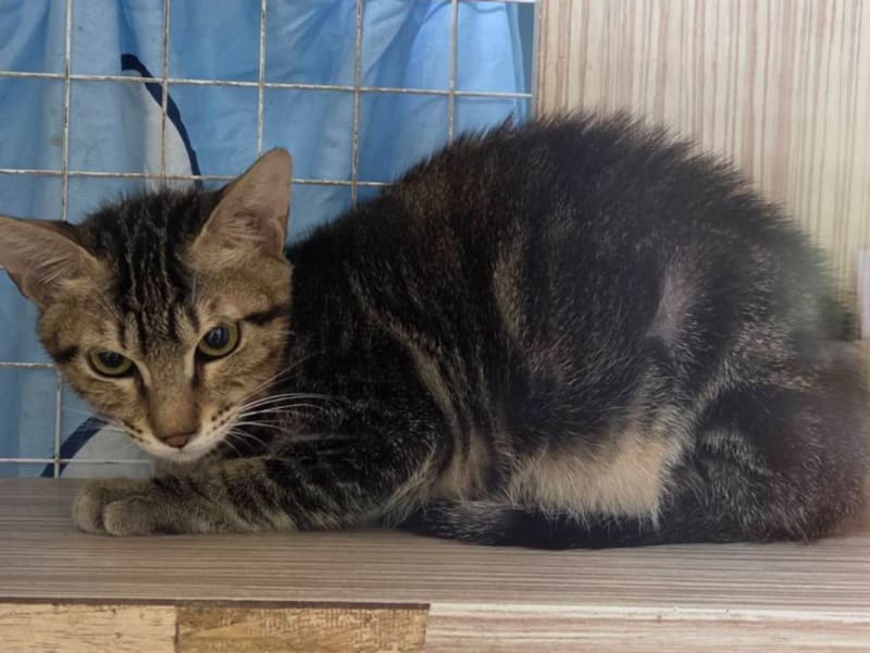 Tabby young male mixed-breed cat, Small, shelter no. …4-07