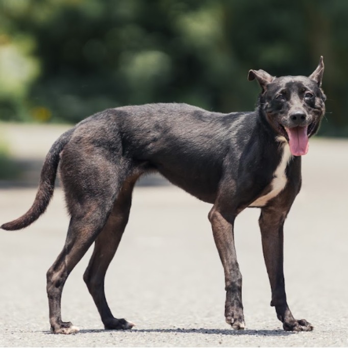 ミックス犬(メス・成犬・黒)、中型, 施設番号 …1004. 全身です。