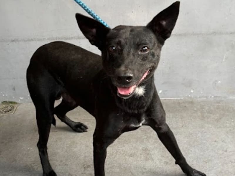 ミックス犬(オス・成犬・黒)、中型, 施設番号 …7005. 全身です。