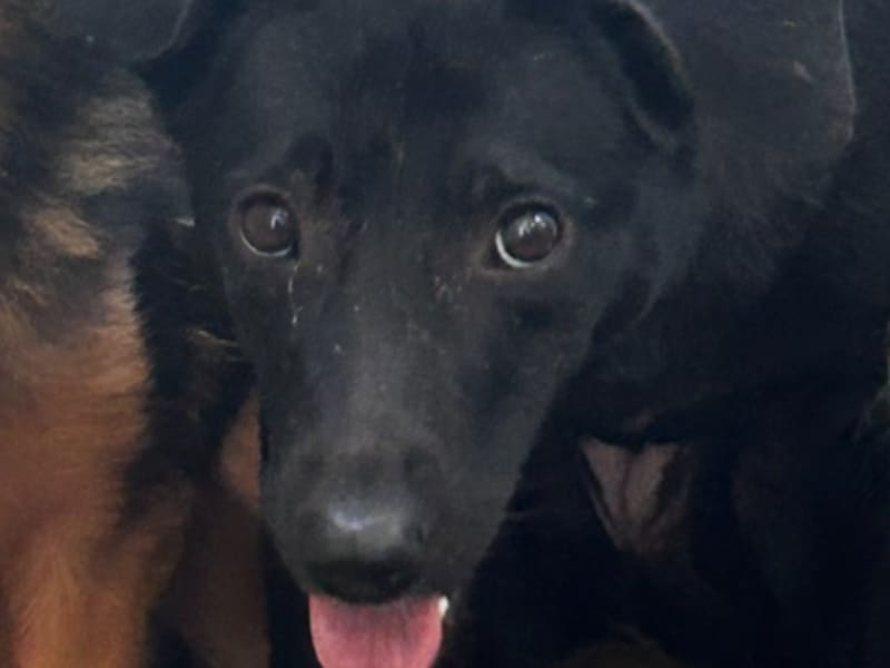 ミックス犬(メス・成犬・黒)、中型, 施設番号 …1027. 顔のアップです。