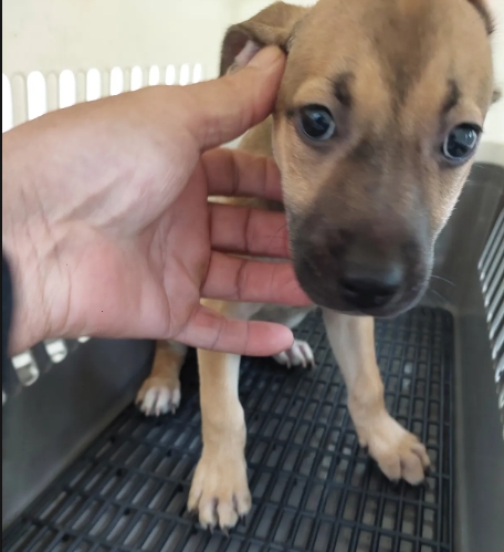 Tan adult female mixed-breed dog, Medium, shelter no. …3004