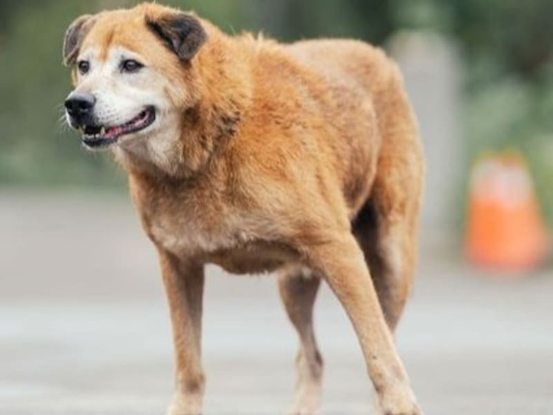 Tan adult male mixed-breed dog, Medium, shelter no. …1407