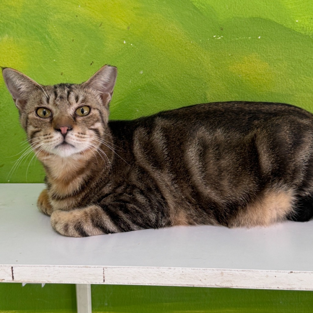 Gato mestizo macho joven (atigrado), Grande, refugio n.º …8005. Más cerca de la cara.