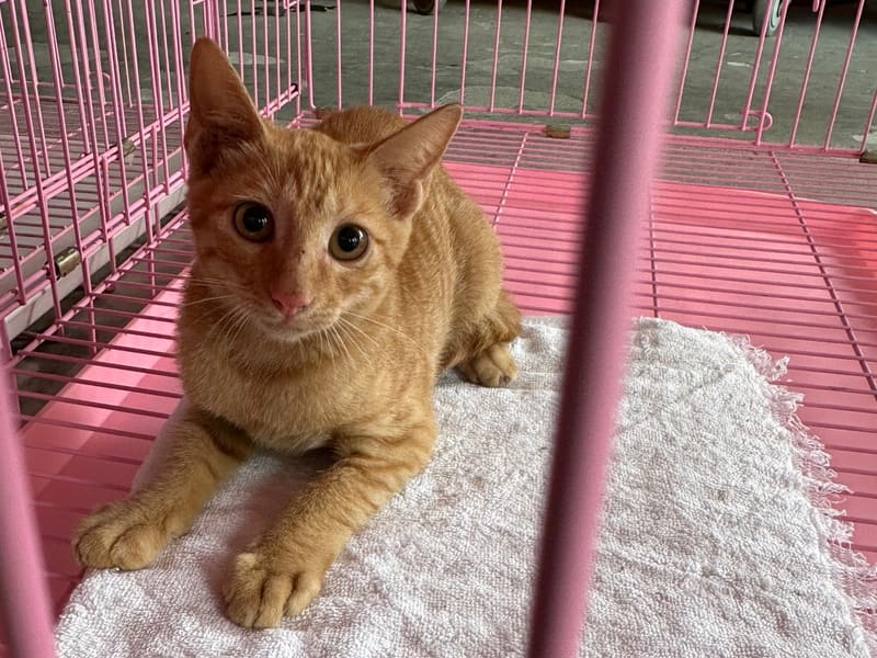 Orange adult female mixed-breed cat, Small, shelter no. …6003. The whole animal.