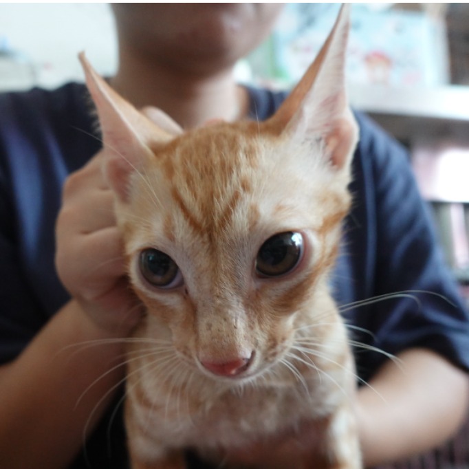 Orange-and-white young male mixed-breed cat, Medium, shelter no. …8-12