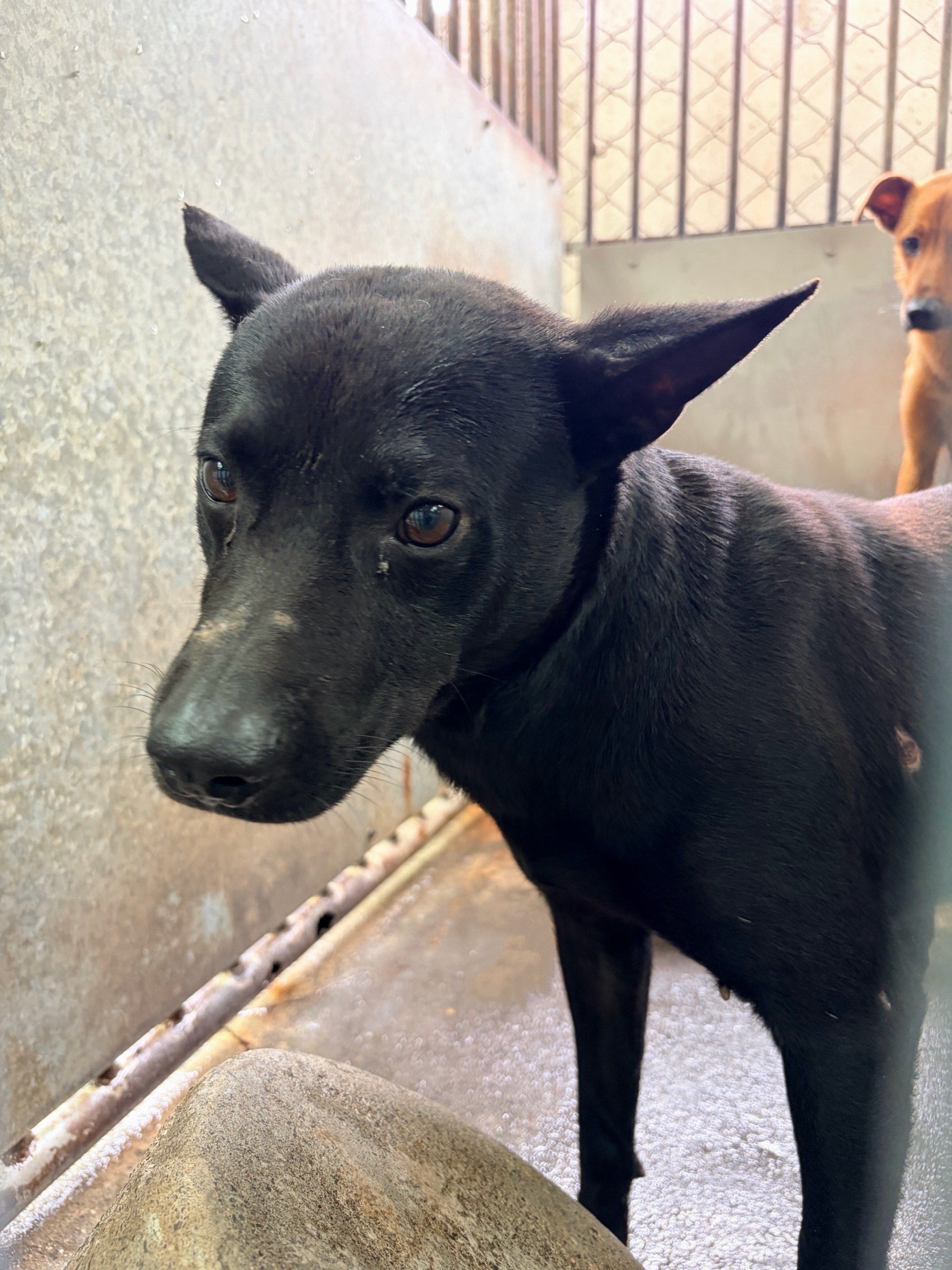 Perro mestizo macho adulto (negro), Mediano, refugio n.º …3005. Más cerca de la cara.