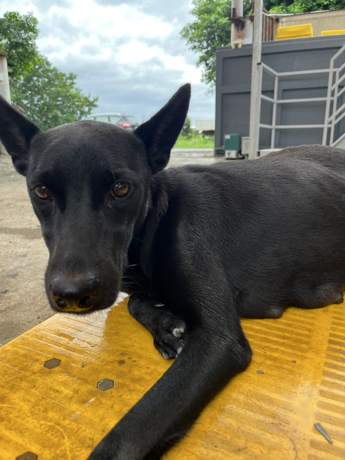 Black adult female mixed-breed dog, Medium, shelter no. …2004