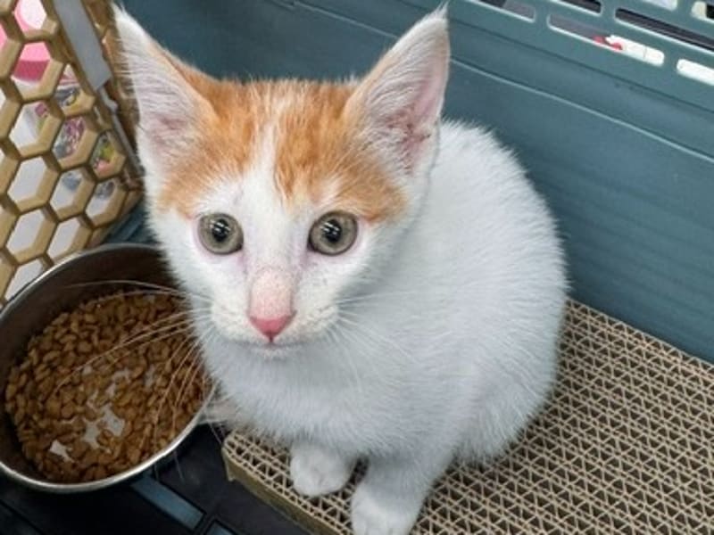Orange-and-white young female mixed-breed cat, Small, shelter no. …1001