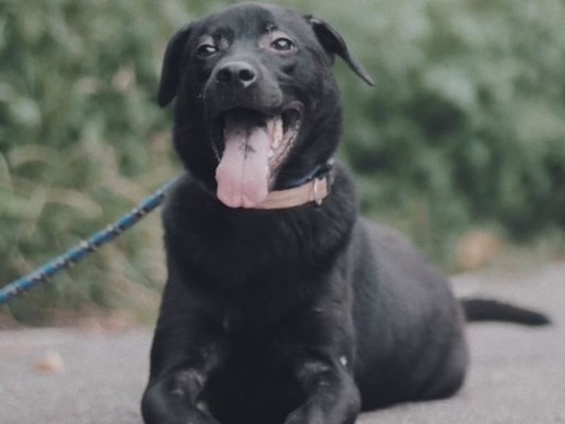 ミックス犬(オス・成犬・黒)、中型, 施設番号 …1001. 全身です。