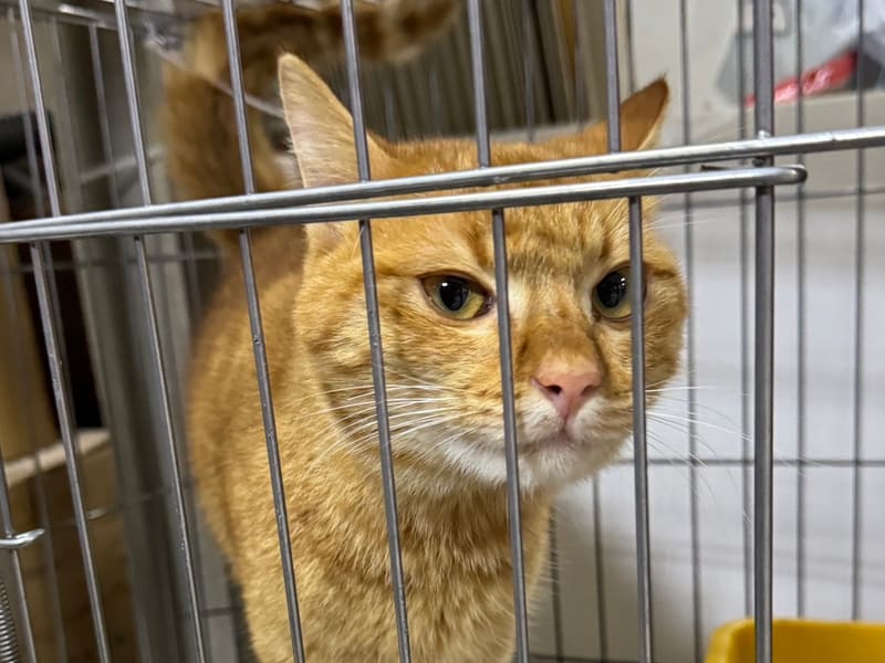 Gato mestizo macho adulto (canela y atigrado), Mediano, refugio n.º …0003. Más cerca de la cara.