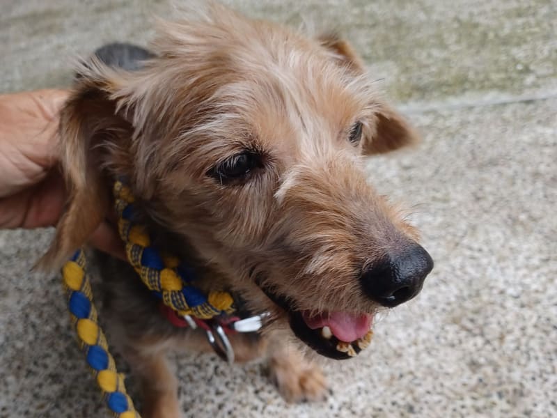 ミックス犬(オス・成犬・黒と茶)、小型, 施設番号 …7001