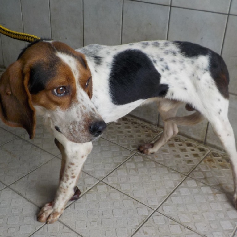 Black-and-white adult male mixed-breed dog, Medium, shelter no. …5507. The whole animal.