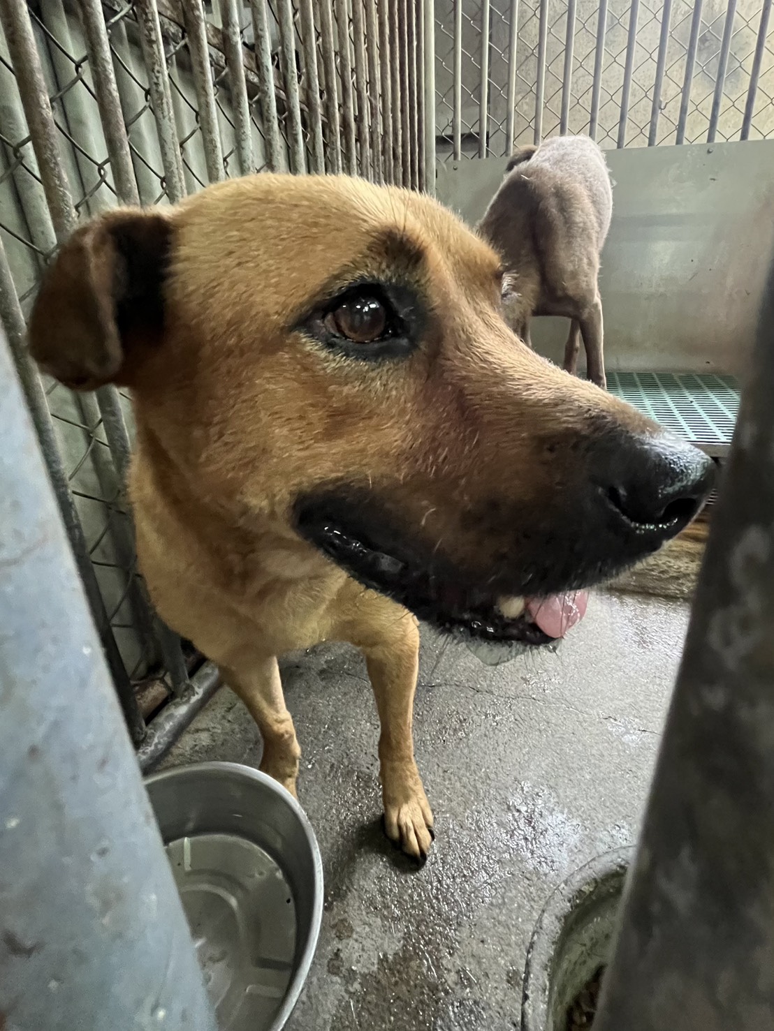 Asong halo ang lahi (Lalaki, Matanda na, dilaw), Katamtaman, blg. ng shelter …5001. Mas malapit sa mukha.