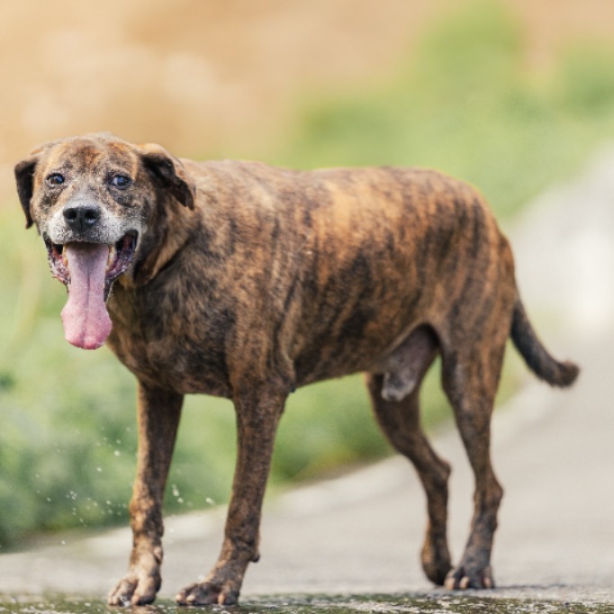 Perro mestizo macho adulto (atigrado), Grande, refugio n.º …6003. Más cerca de la cara.