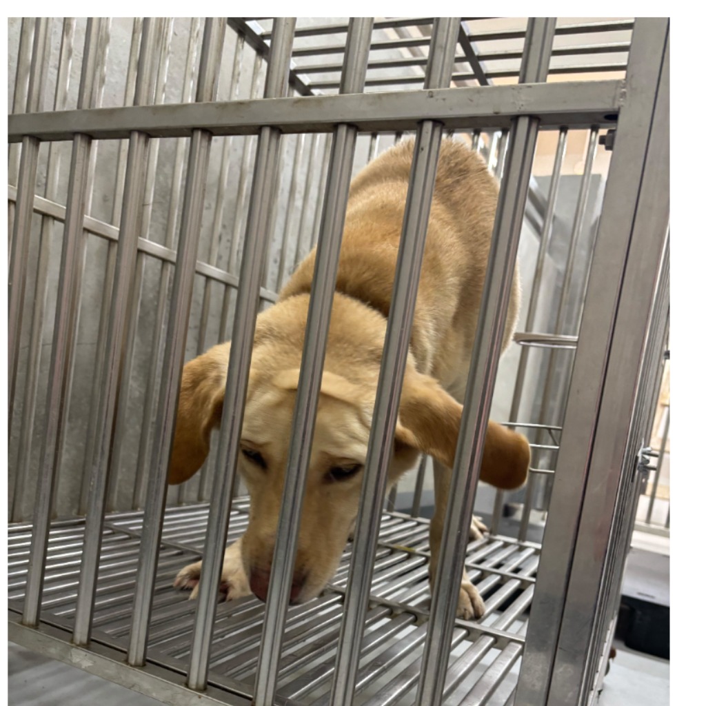 Perro mestizo macho adulto (crema), Grande, refugio n.º …5001