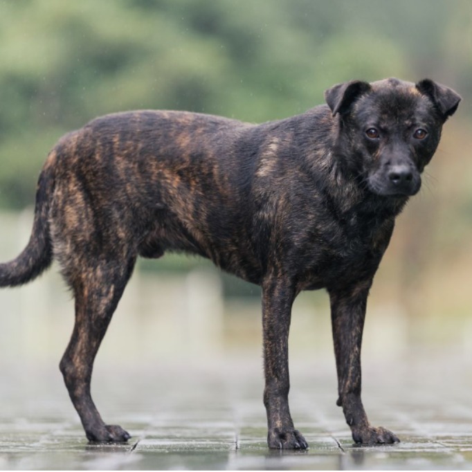 ミックス犬（オス・成犬・トラ）、中型, 施設番号 …5001. 全身です。
