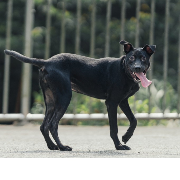 Perra mestiza hembra adulta (negro), Mediano, refugio n.º …1604. Todo el animal.