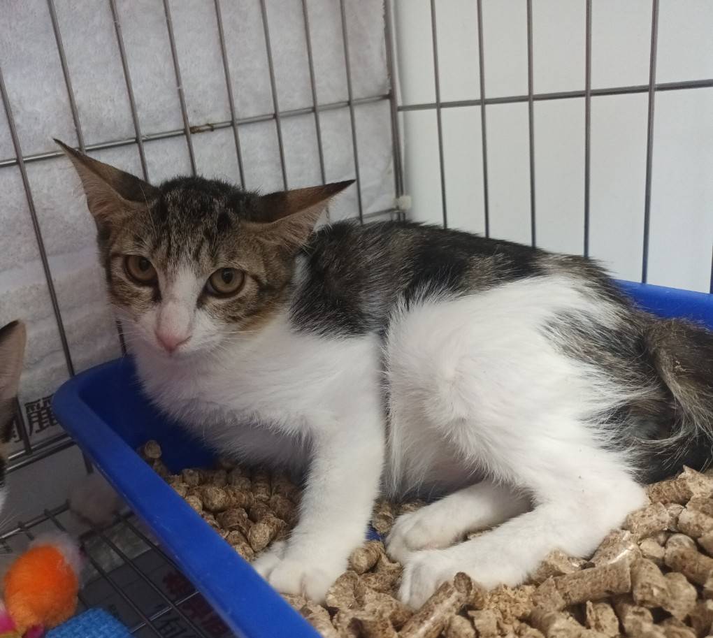 Gata mestiza hembra joven (atigrado y blanco), Pequeño, refugio n.º …0205. Todo el animal.