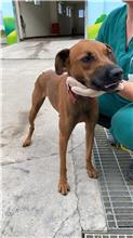 ミックス犬(メス・成犬・茶)、中型, 施設番号 …1011