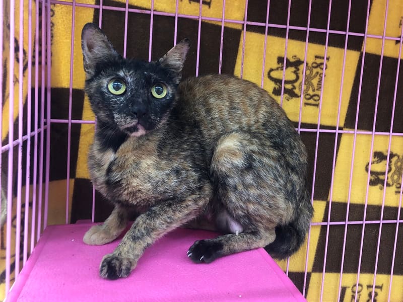 Chatte croisée femelle adulte (noir et fauve), Moyen, refuge n° …2607. Tout l'animal.