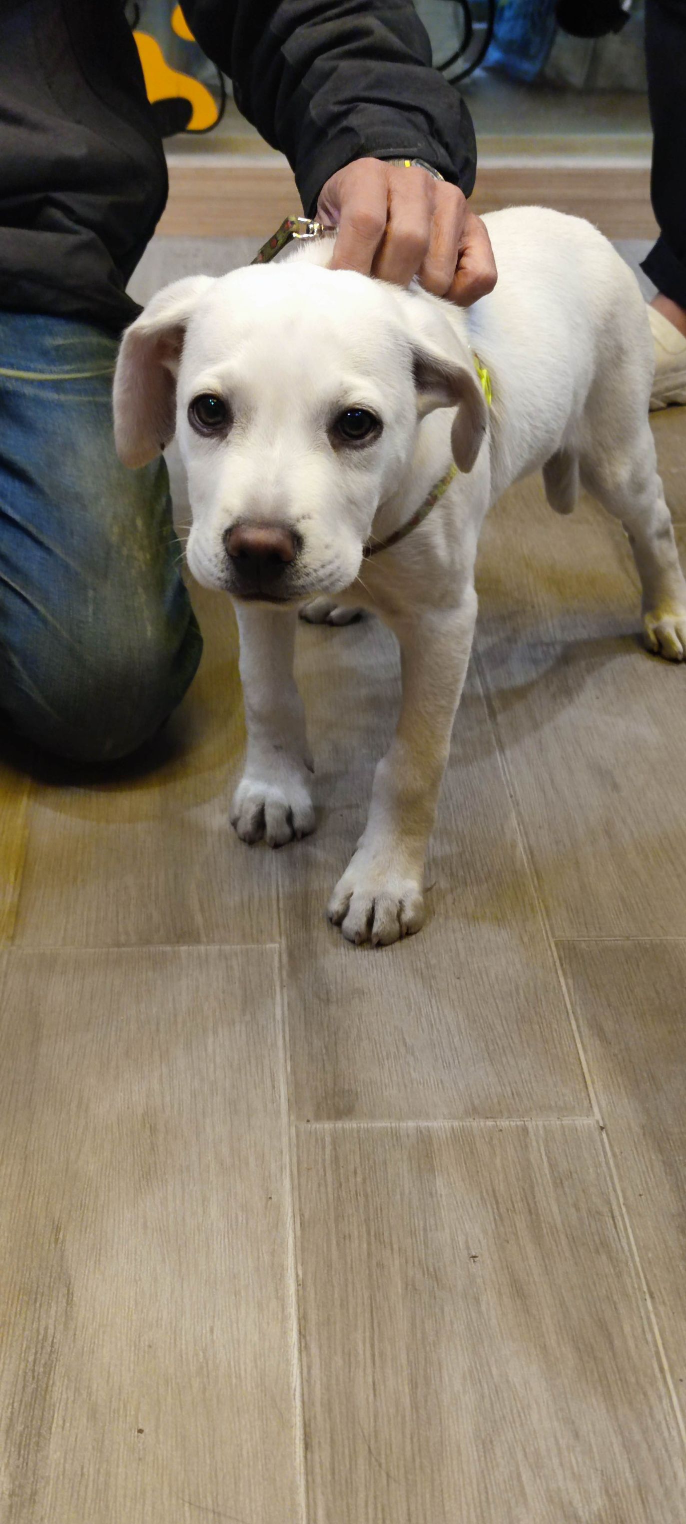 White young male mixed-breed dog, Medium, shelter no. …8001