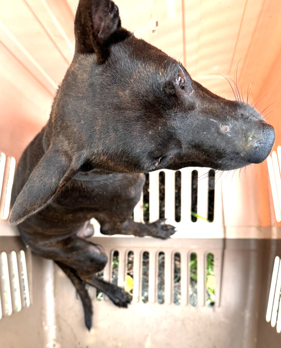 Perro mestizo macho adulto (atigrado), Grande, refugio n.º …1390