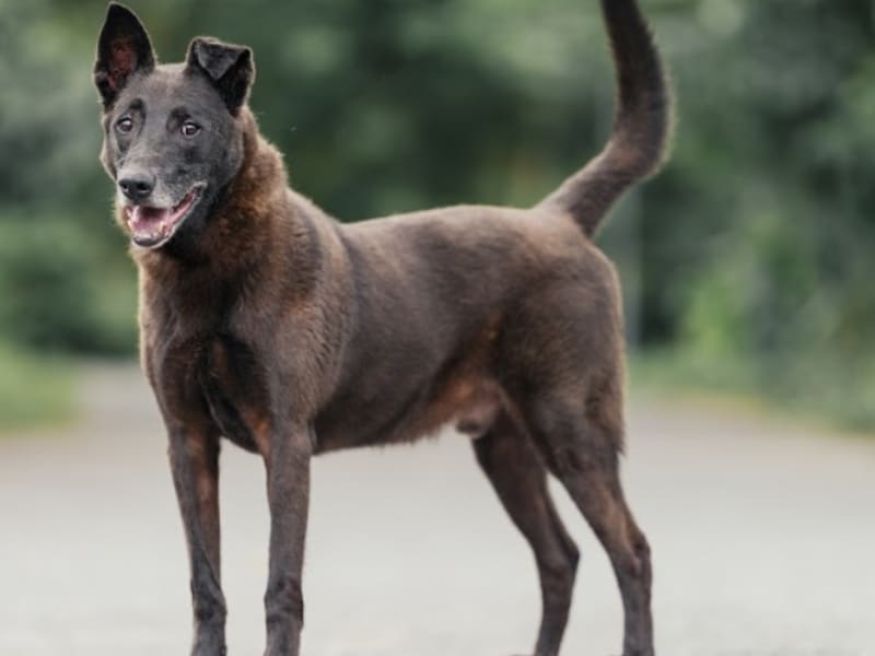 Perro mestizo macho adulto (negro), Mediano, refugio n.º …7006. Todo la mascota.