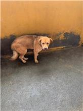 ミックス犬（メス・成犬・茶）、大型, 施設番号 …6004
