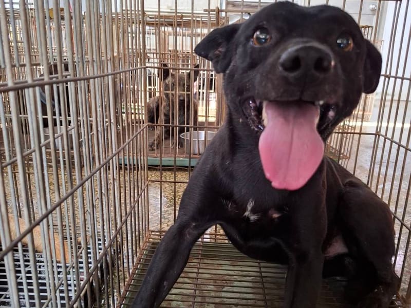 ミックス犬(オス・成犬・黒)、中型, 施設番号 …6-02