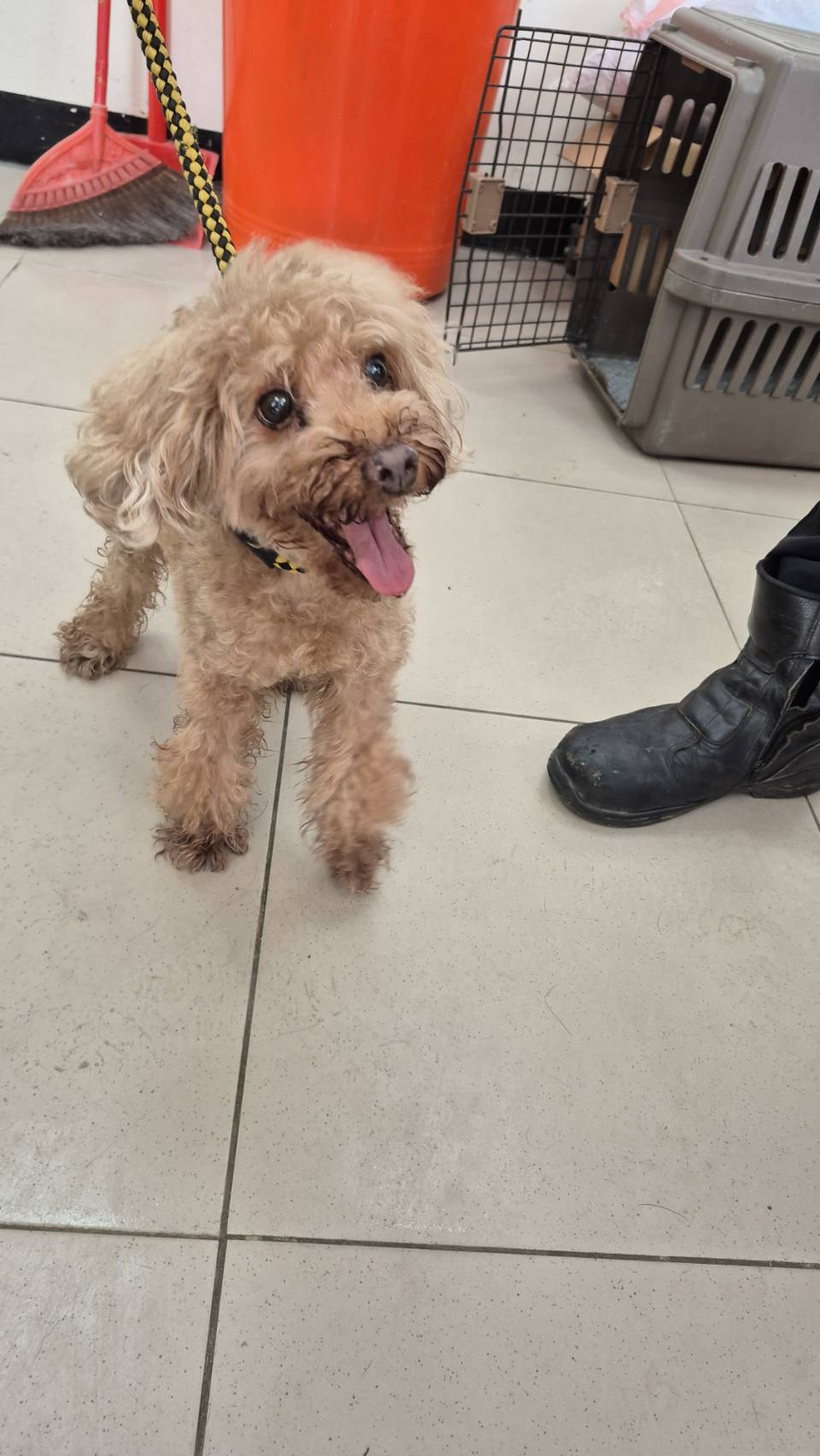 poodle (Lalaki, Matanda na, kayumanggi), Maliit, blg. ng shelter …7001. Ang buong hayop.
