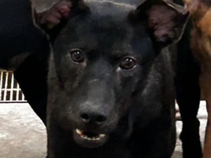 Perro mestizo macho adulto (negro), Grande, refugio n.º …1011. Más cerca de la cara.