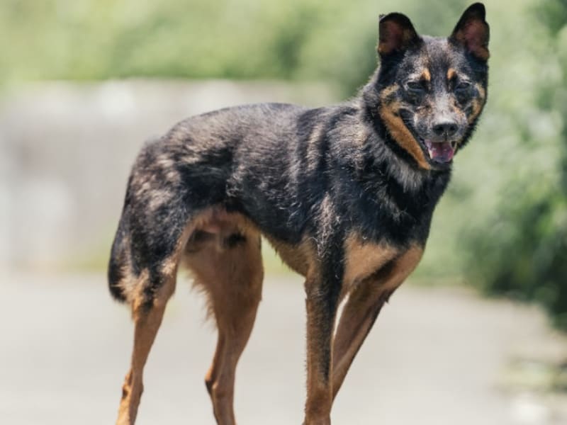 Perro mestizo macho adulto (negro y canela), Mediano, refugio n.º …7001. Todo el animal.